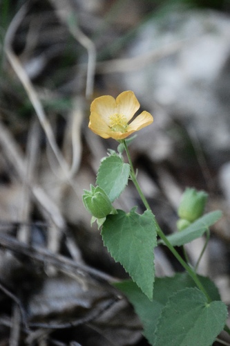 Abutilon fruticosum (Texas Indian mallow) — photo