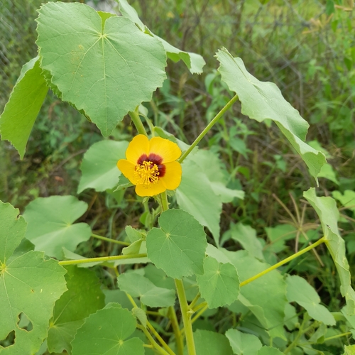 Abutilon hirtum (Indian mallow) — photo
