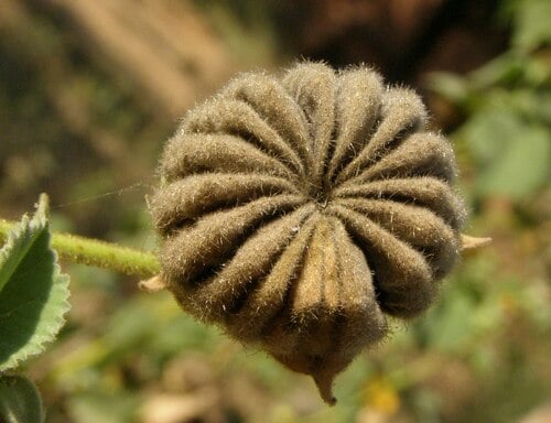 Abutilon hirtum (Indian mallow) — photo