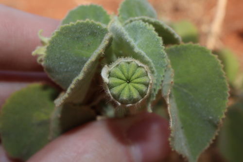 Abutilon leucopetalum (Desert lantern) — photo