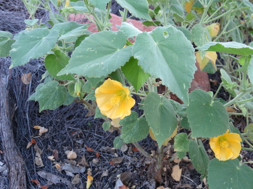 Abutilon leucopetalum (Desert lantern) — photo