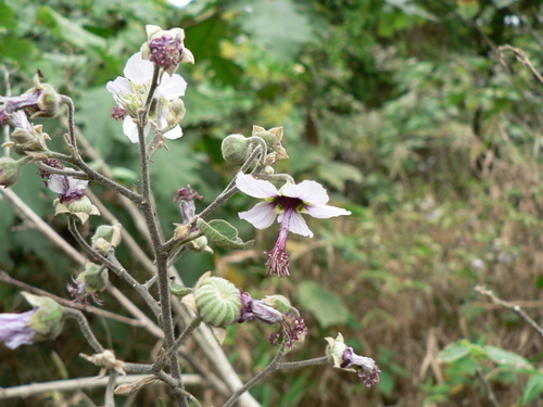 Abutilon longicuspe — photo