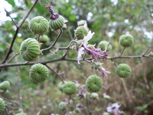 Abutilon longicuspe — photo