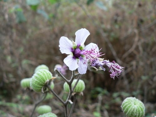 Abutilon longicuspe