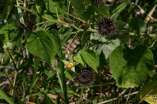 Abutilon mauritianum (Bush mallow) — photo