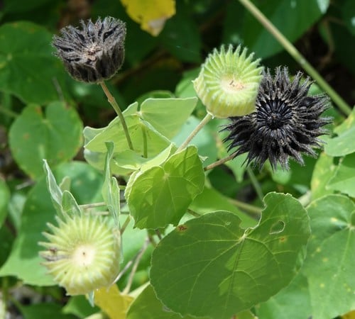 Abutilon mauritianum