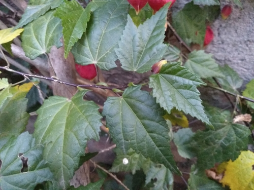 Abutilon megapotamicum (Brazilian mallow) — photo