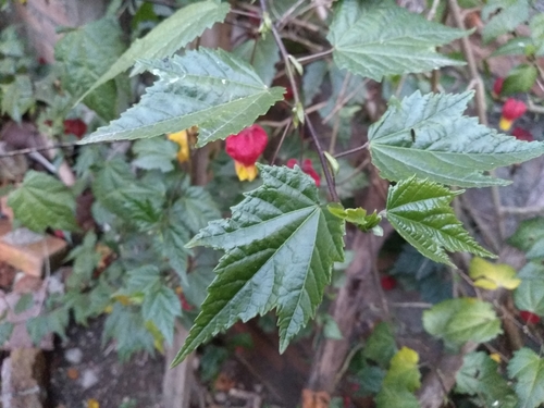 Abutilon megapotamicum (Brazilian mallow) — photo