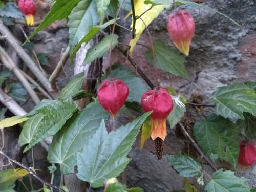 Abutilon megapotamicum