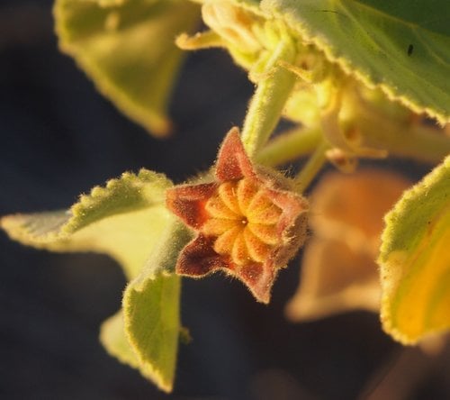 Abutilon otocarpum (Lantern flower) — photo