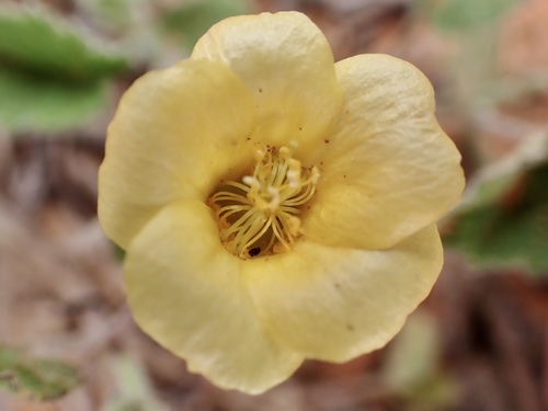 Abutilon otocarpum (Lantern flower) — photo