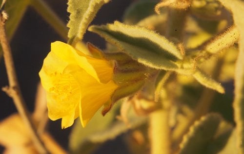 Abutilon otocarpum