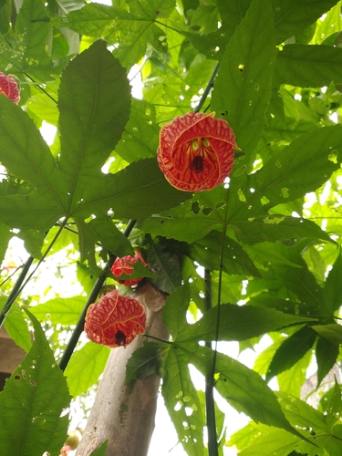 Abutilon pictum (Japanese lantern plant) — photo