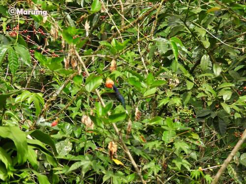 Abutilon pictum (Japanese lantern plant) — photo