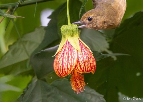 Abutilon pictum