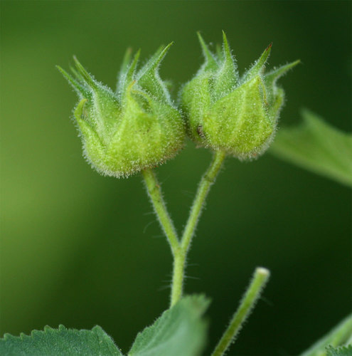Abutilon ramosum (Monkey's sorrel) — photo