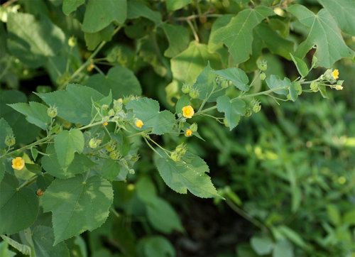 Abutilon ramosum (Monkey's sorrel) — photo