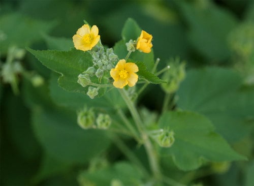 Abutilon ramosum