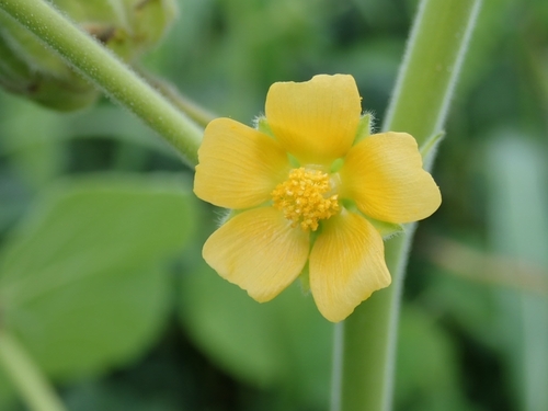 Abutilon theophrasti (China jute) — photo