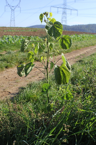 Abutilon theophrasti (China jute) — photo