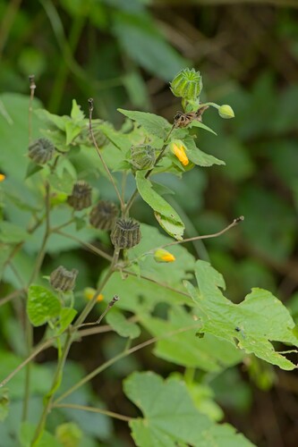 Abutilon x hybridum