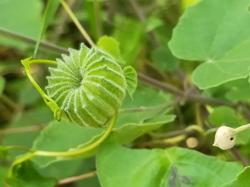 Abutilon x milleri — photo