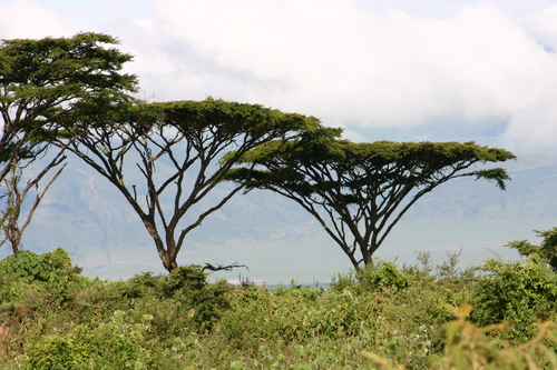 Acacia abyssinica (Flat-top acacia) — photo