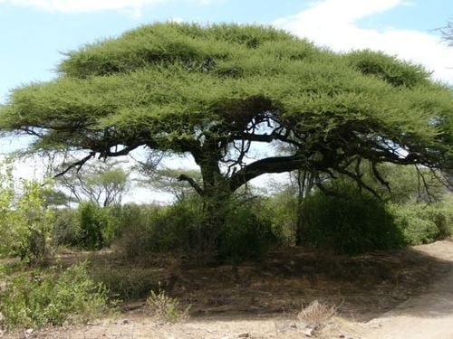 Acacia abyssinica