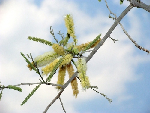 Acacia acatlensis (Chondata) — photo