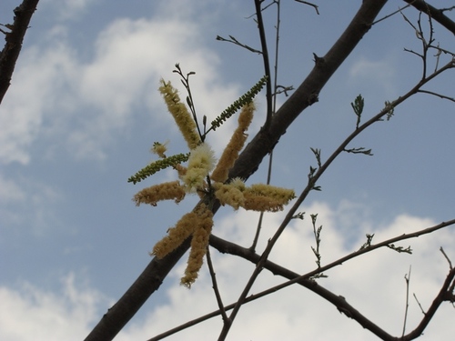 Acacia acatlensis