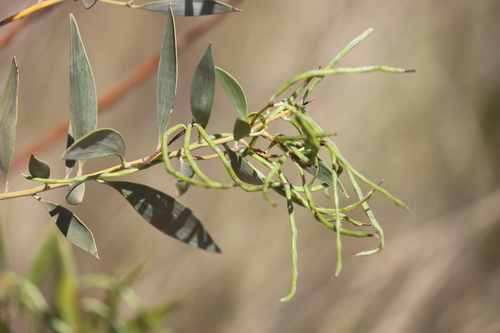 Acacia acradenia — photo