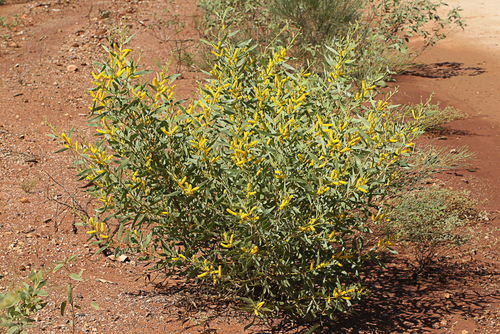 Acacia acradenia — photo
