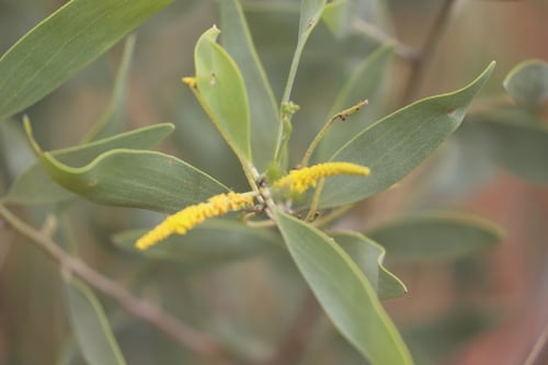 Acacia acradenia