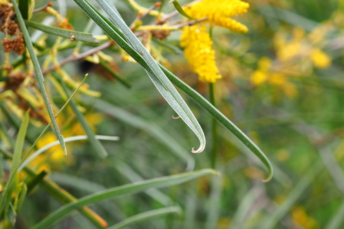 Acacia acuminata (Raspberry jam wattle) — photo