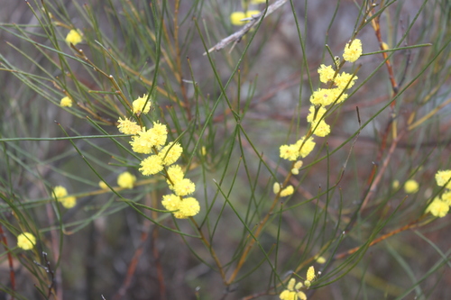 Acacia acuminata (Raspberry jam wattle) — photo
