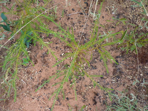 Acacia adoxa — photo