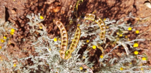 Acacia adoxa — photo
