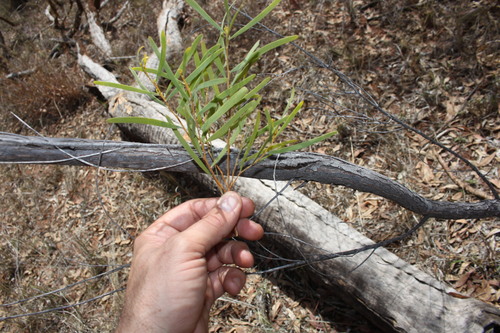 Acacia adsurgens (Mulga) — photo