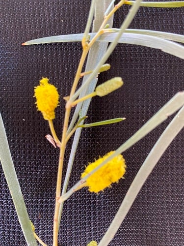 Acacia adsurgens