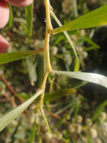 Acacia ampliceps (Salt wattle) — photo