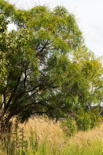 Acacia amythethophylla (Large-leafed acacia) — photo