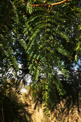 Acacia amythethophylla (Large-leafed acacia) — photo