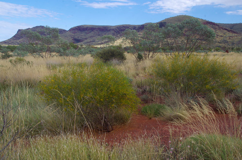 Acacia ancistrocarpa (Fish hook wattle) — photo