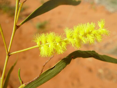 Acacia ancistrocarpa