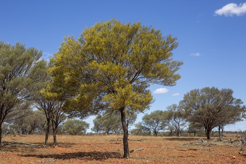 Acacia aneura (Mulga) — photo
