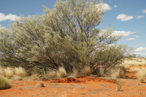 Acacia aneura (Mulga) — photo