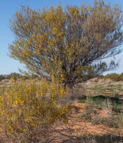 Acacia aneura