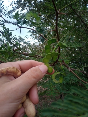 Acacia aroma — photo
