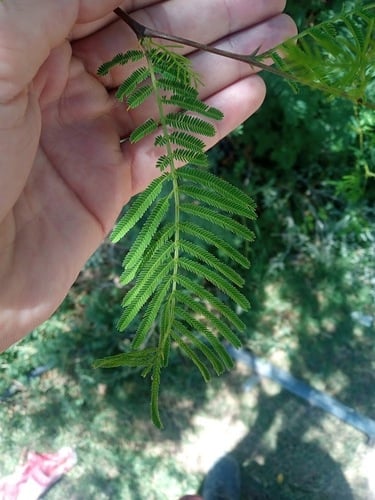Acacia aroma