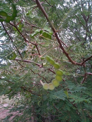 Acacia aroma — photo
